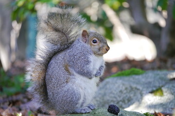 カナダにいる野生のリス