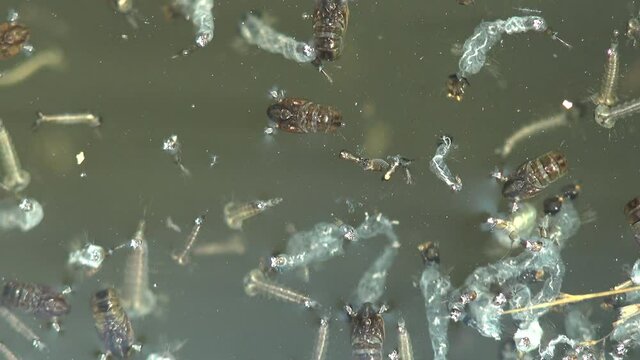 On the surface the muddy waters of the forest swamp float Mosquito, stage third, larva floats on  surface and is ready to move to fourth stage