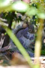 カナダにいる野生のリス