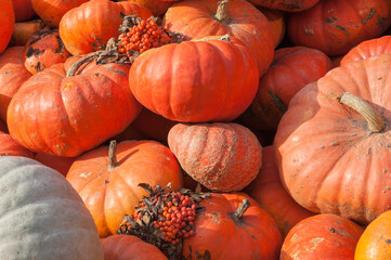 Big number of large, flat, ripe orange pumpkins lying on top of each other in a pile