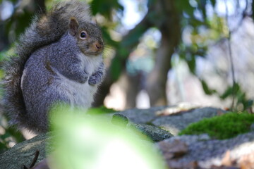 カナダにいる野生のリス