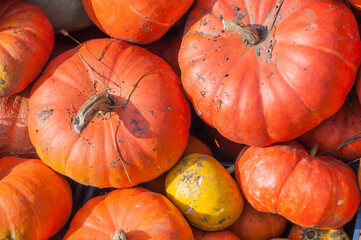 Very beautiful ripe yellow, orange, yellow hot and several immature seasonal pumpkins gathered in one pile close-up
