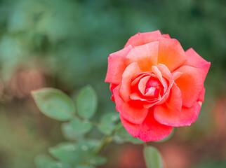 Lovely peach colored rose in a home garden 