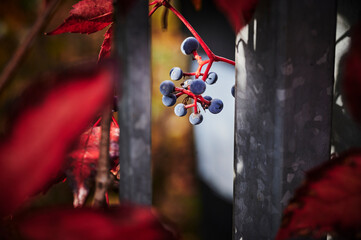 View to berries among the red leaves of wild grapevine in the autumn sunshine.