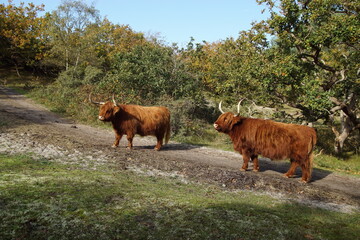 Highland cattle on the footpath in the Dutch dunes in autumn. Netherlands, October