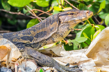 the water lizard waiting in tree