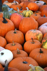 Lange Reihe oranger Kürbisse