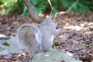 カナダにいる野生のリス
