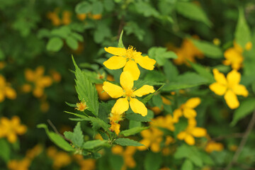 Natural background. Yellow flowers on a green background.
