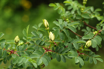 Natural green background. Rosehip branch with flower buds.