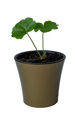 Flower pot isolated on white background. Green houseplant flowerpot.