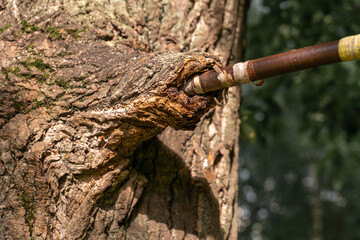 horizontal bar in a city park has grown into a tree. nature consumes civilization