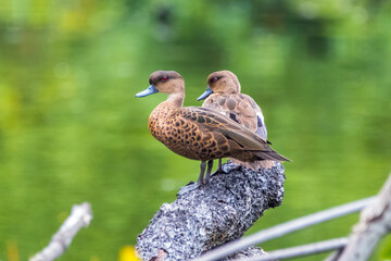 ducks in the branch