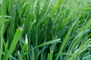Fototapeta na wymiar Fresh green grass background. Growth and prosperity concept.