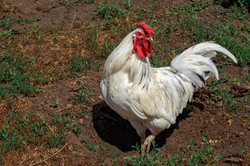 Portrait of beautiful white rooster with a red crest on head is walking through farm outside in a sunny day. Concept of eco product. Close-up. Copy space for your text.