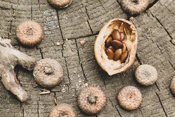 Natural wood background. Acacia seeds, walnut shells, caps of acorns on a stump.