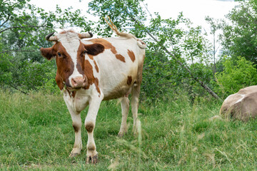 Fototapeta premium cows graze in the meadow on a summer day