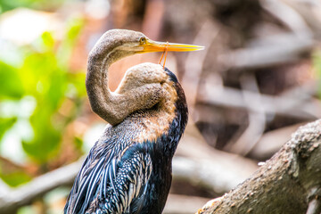 the great blue heron ardea cinerea got stuck with rubber in his neck