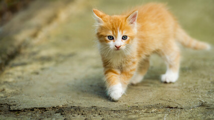 Little sweet cat. Orange kitty playing outside. Adorable baby cat portrait.
