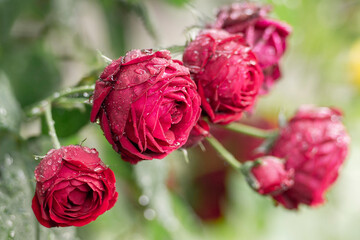 Fresh red roses after rain, with water-drops.