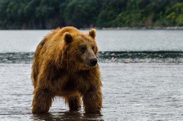 Fototapeta premium brown bear in the lake