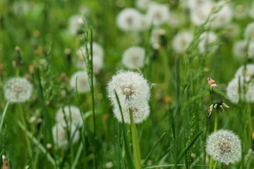 Green clearing with dandelions. Natural background.