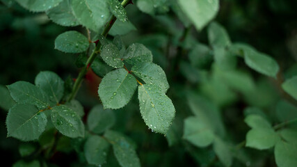 Green fresh background. Refreshing colors pattern.