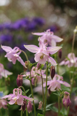 Columbine aquilegia lilac flowers bluebells close-up. Natural background.