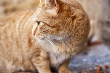 Orange tabby street cat