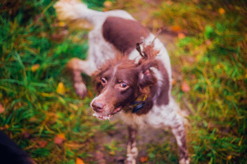 Beautiful hunting dog close up