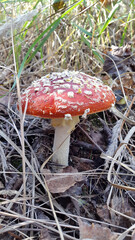 Amanita. Poisonous mushroom. Amanita with a red spotted hat