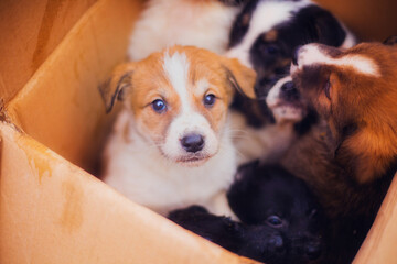 Little cute puppies in a box, many puppies, close-up of puppies, cute puppies