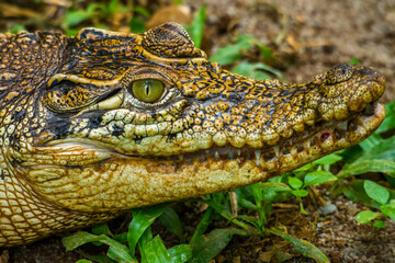 close up of a crocodile