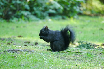 カナダにいる野生のリス