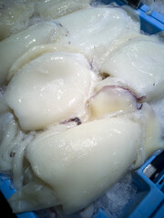 Cuttlefish in fishmonger