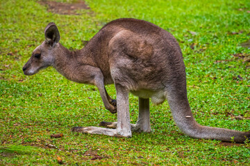 kangaroo in the grass