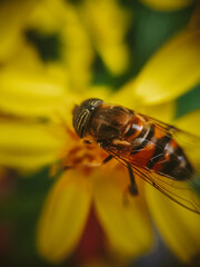 Avispa sobre una flor