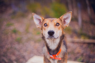 A touching portrait of a dog with expressive eyes, which looks attentively