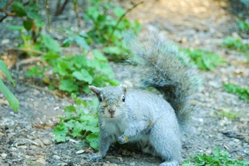 カナダにいる野生のリス