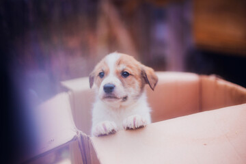 Little puppy in a box, funny puppy, cute puppy portrait, close-up of a puppy