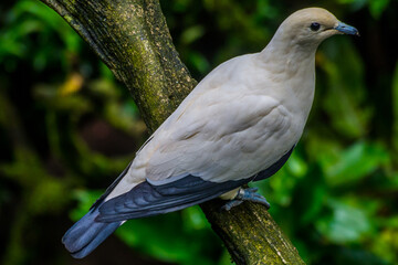 white pigeon on a branch