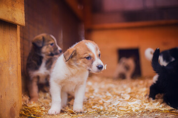 Little puppies in the shelter, many little funny and cute puppies, family of dogs