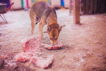Red-haired dog eating a piece of meat on the street