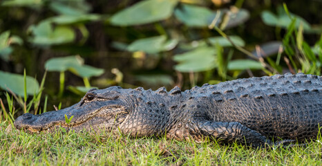 A crocodile / alligator is chilling in the sun. Close-up