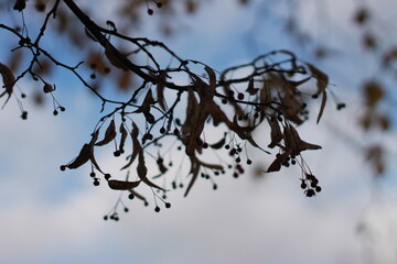 Linden branch without leaves on the background of the autumn sky