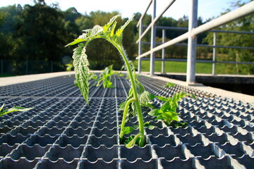Gras und Pflanzen wachsen durch ein Gitter nach oben