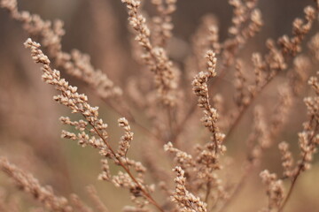 dried flowers of Artemisia