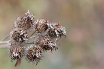 dry Burr