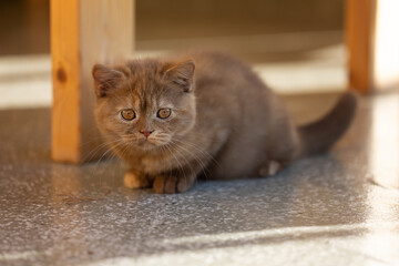 Britisch Kurzhaar Langhaar Kitten Katzenkind 