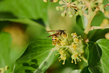 macro of a wasp collecting pollen on a common ivy